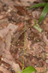 Variable panicgrass